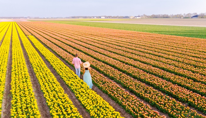 tulip season amsterdam