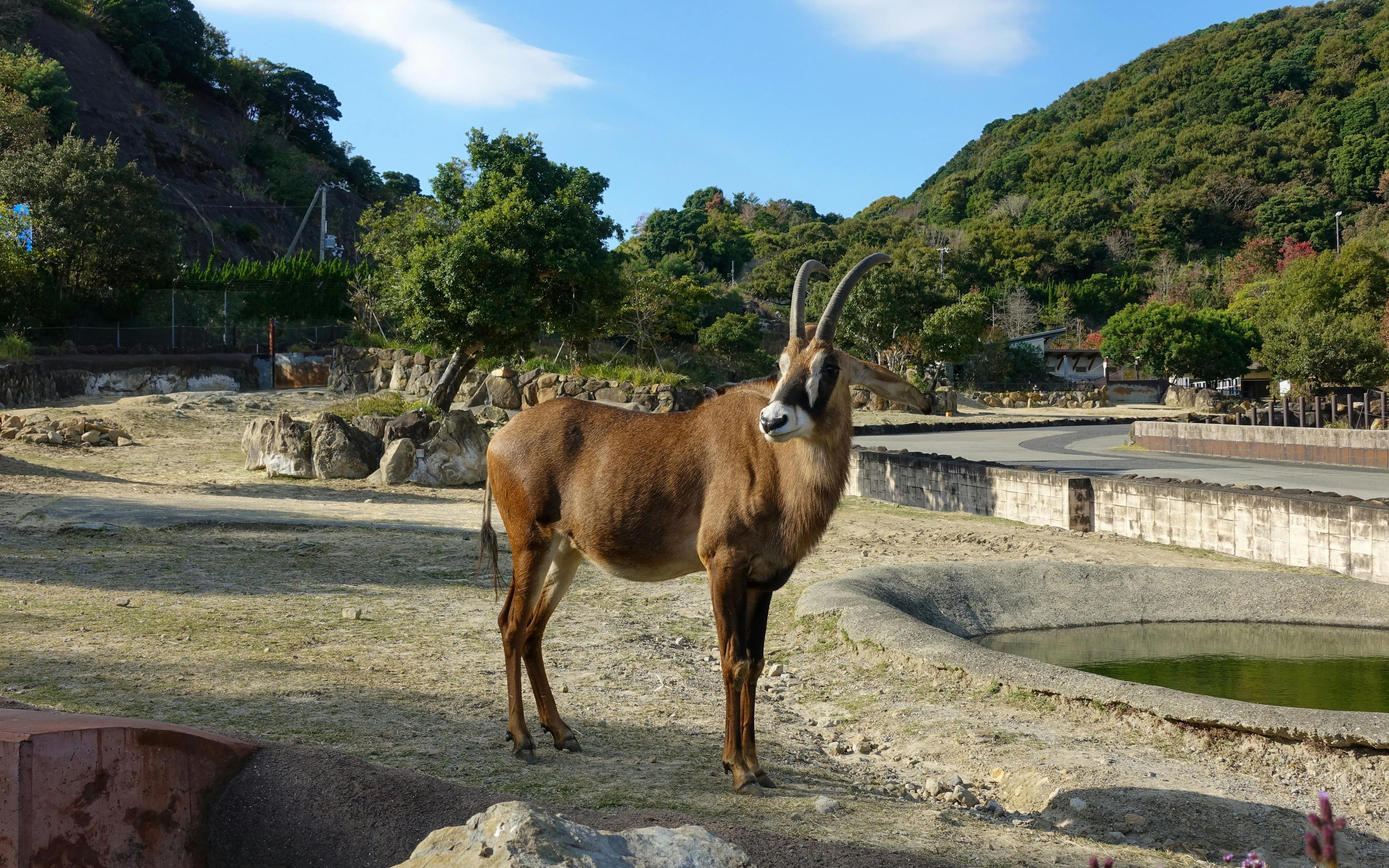 Common eland standing in Zoo Adventure World, Wakayama Prefecture, Japan.