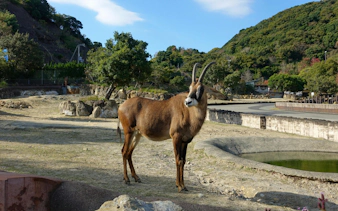 Common eland standing in Zoo Adventure World, Wakayama Prefecture, Japan.
