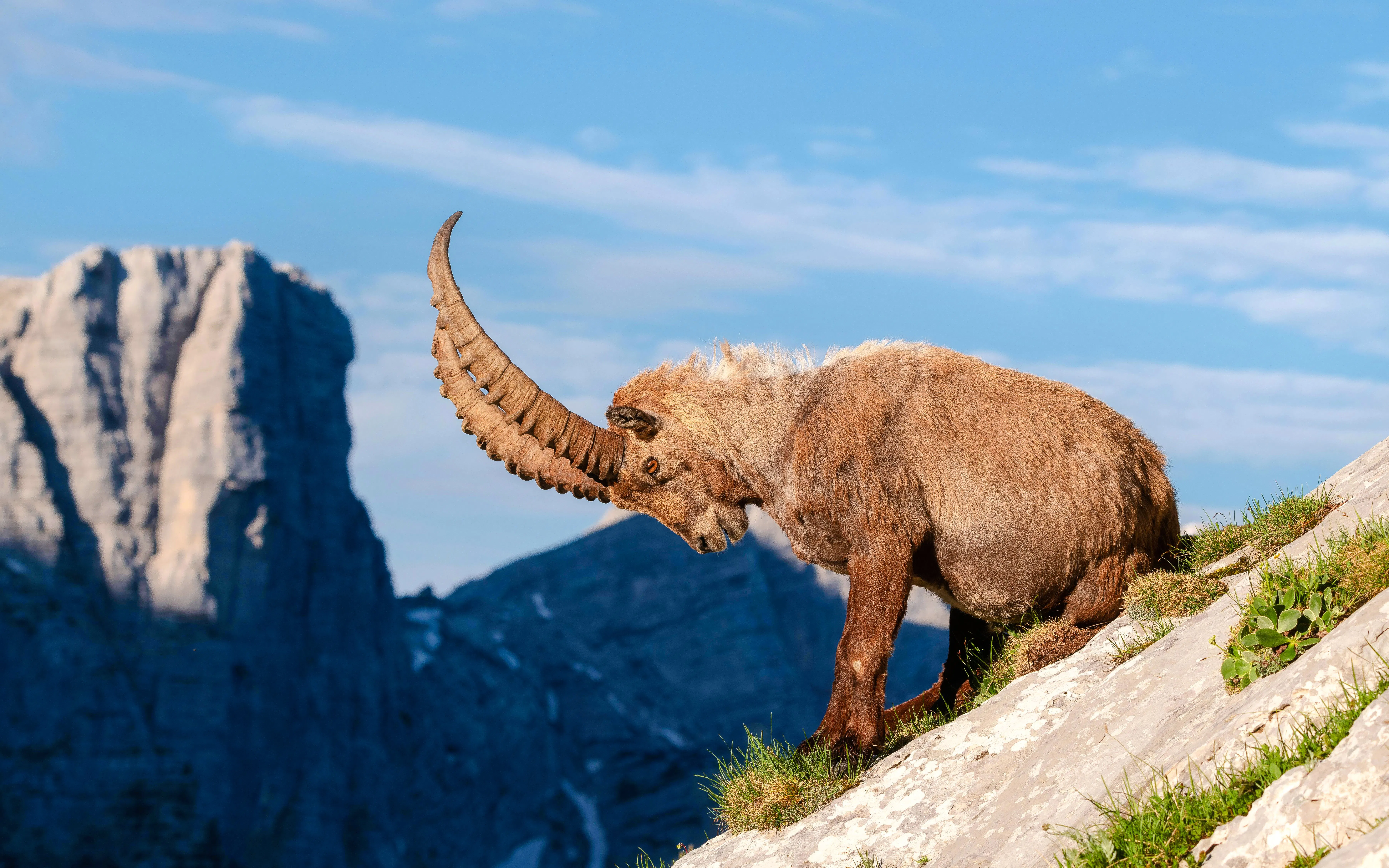 Alpine ibex on a rocky slope at the Alpine zoo with mountain backdrop.