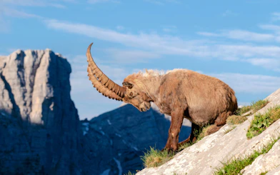 Alpine ibex on a rocky slope at the Alpine zoo with mountain backdrop.