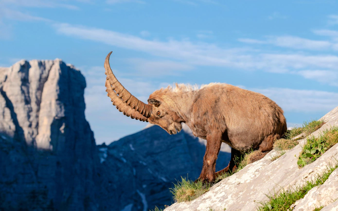 Alpine ibex on a rocky slope at the Alpine zoo with mountain backdrop.