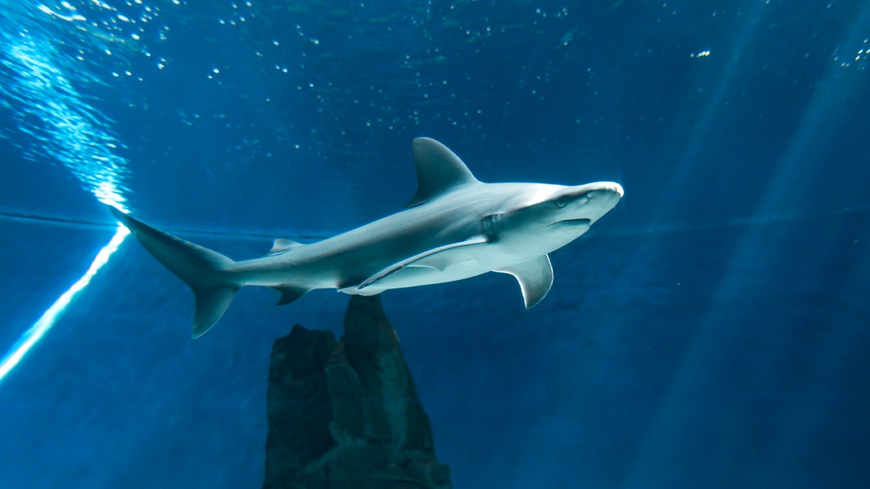 Genoa Aquarium Opening Hours