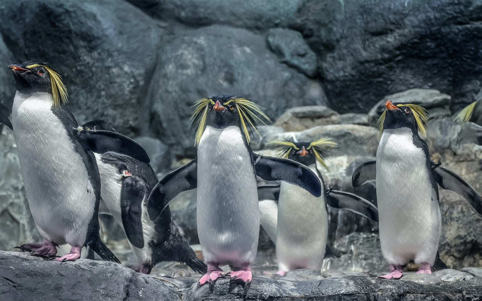 Northern rockhopper penguins standing on rocks at Schönbrunn Zoo.