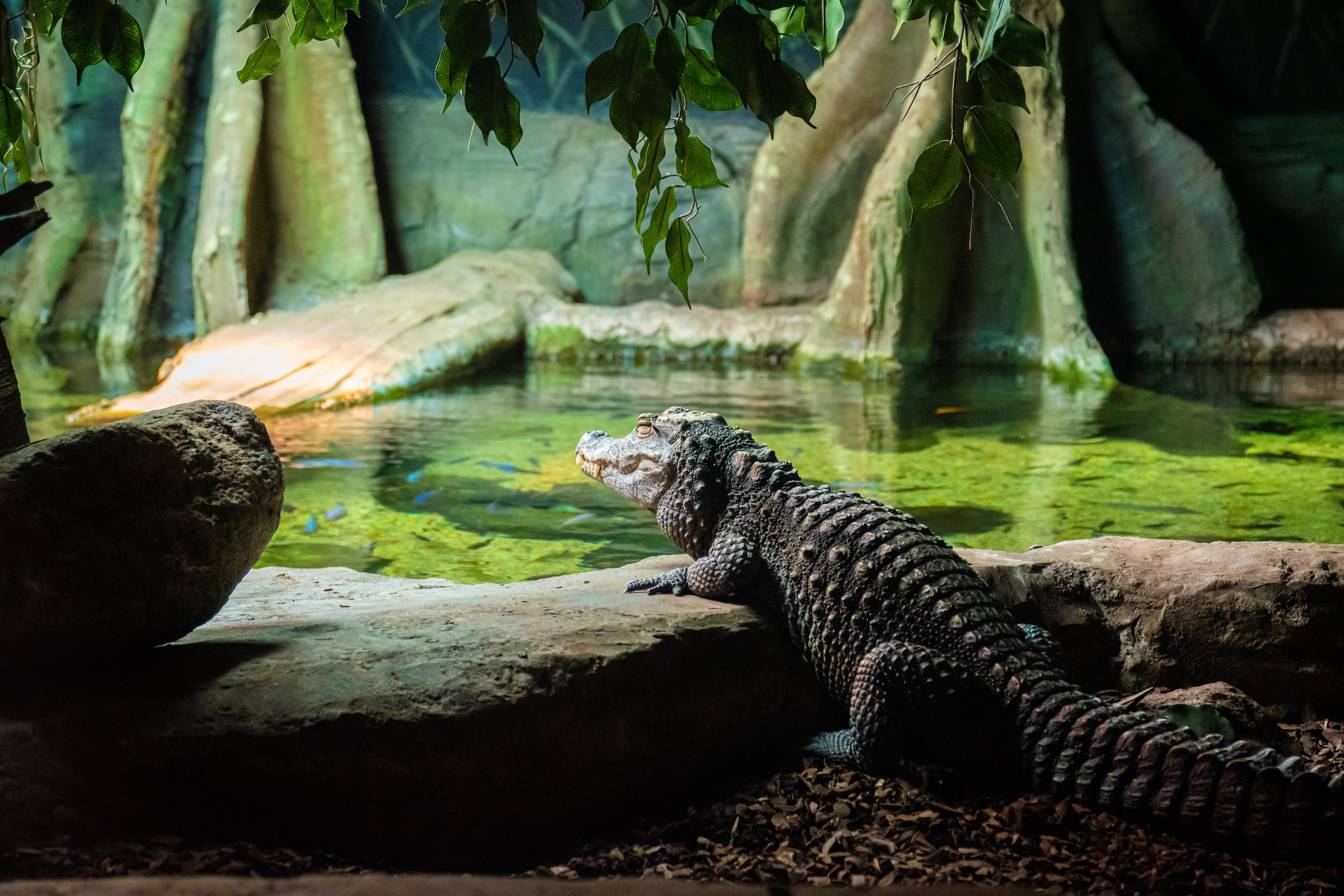 Amphibian and Reptile Conservation Centre (ARC) at taronga zoo, sydney