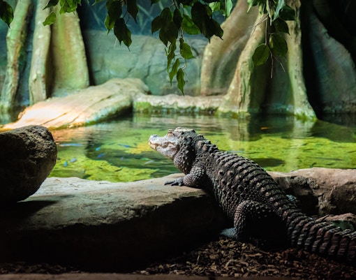 Amphibian and Reptile Conservation Centre (ARC) at taronga zoo, sydney