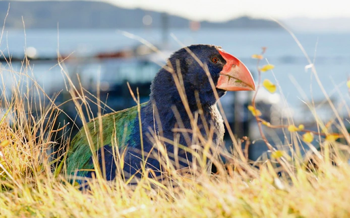 Takahe bird among grass on Tiritiri Matangi Island with ocean in background.