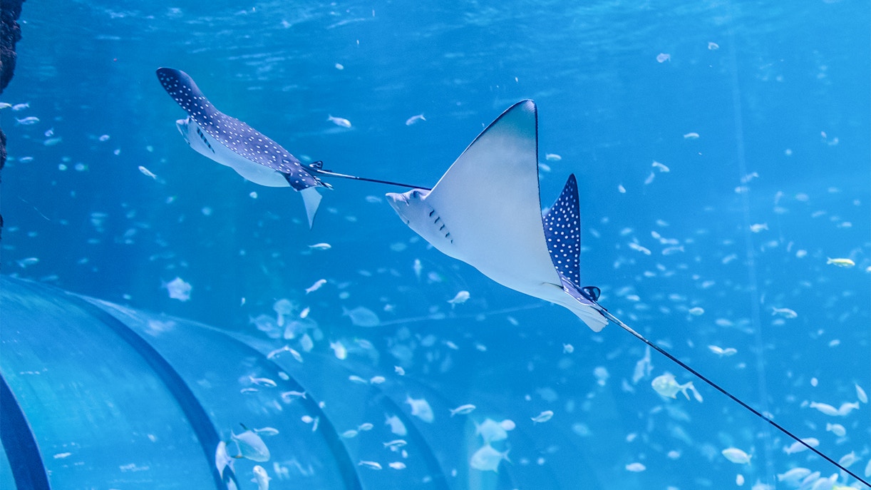 Perché visitare l’acquario nazionale di Abu Dhabi?