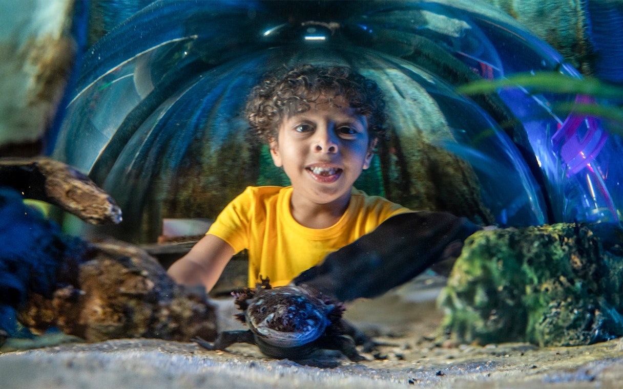 Child observing an axolotl through a pop-up bubble at Sea Life Aquarium, Orlando.