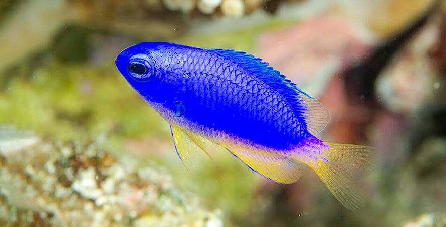 Parc marin de Miyakojima