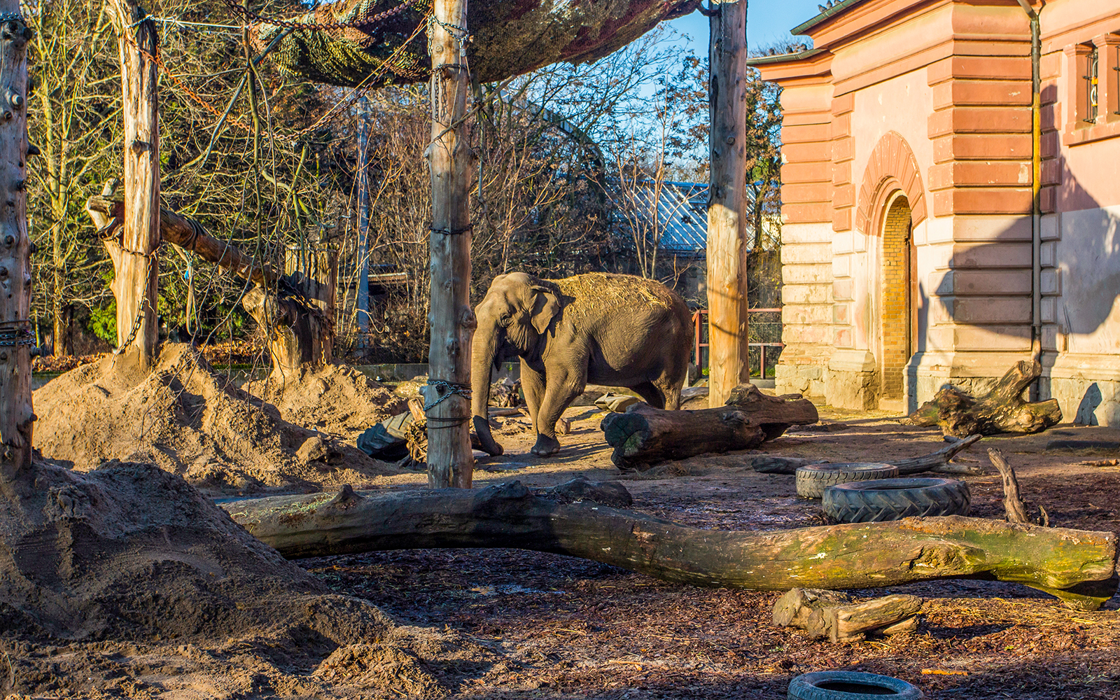 Elephant walking in an outdoor enclosure at Wroclaw Zoo.
