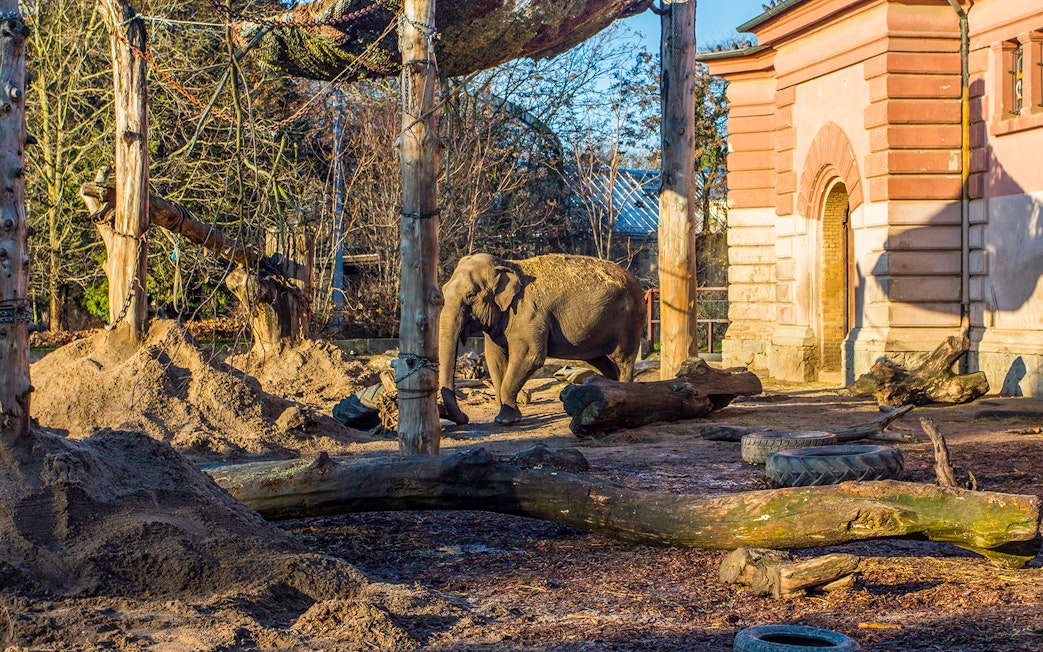 Elephant walking in an outdoor enclosure at Wroclaw Zoo.
