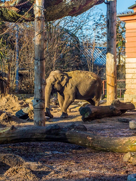 Elephant walking in an outdoor enclosure at Wroclaw Zoo.