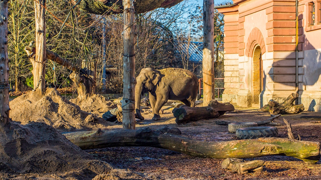 Why visit Wroclaw Zoo?