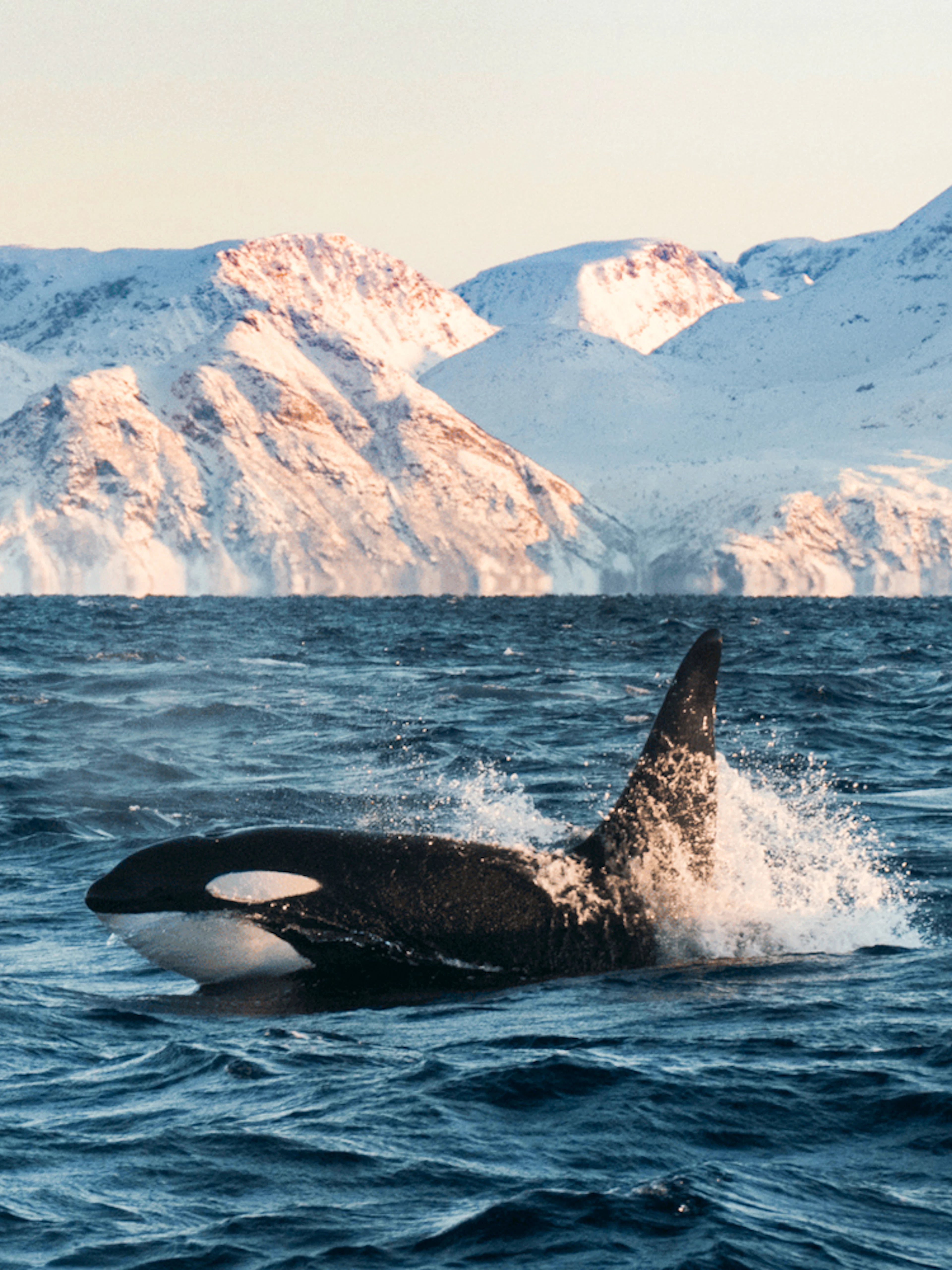 Orca whale swimming in Arctic waters with snowy mountains in the background.