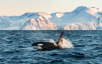 Orca whale swimming in Arctic waters with snowy mountains in the background.