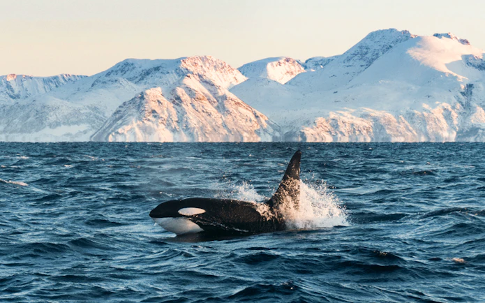 Orca whale swimming in Arctic waters with snowy mountains in the background.