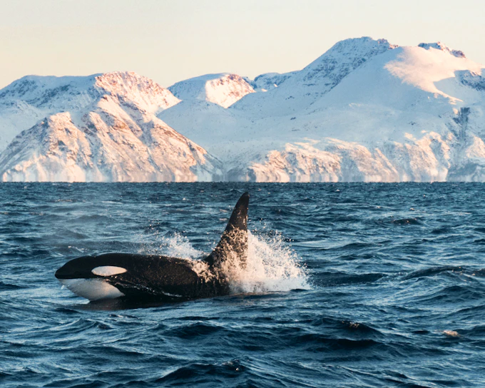 From Tromsø: Responsible Whale Watching with Expert Marine Guides