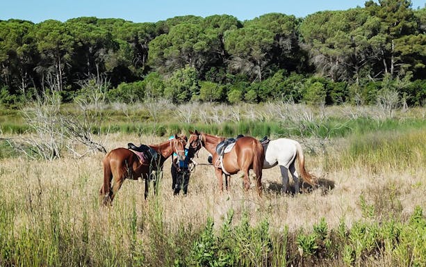 Horseback riders with horses in a grassy field near Porto Ferro and Lake Baratz.