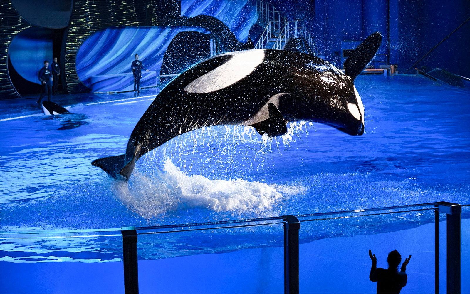 Orca leaping from water during a show at SeaWorld San Antonio, Texas.