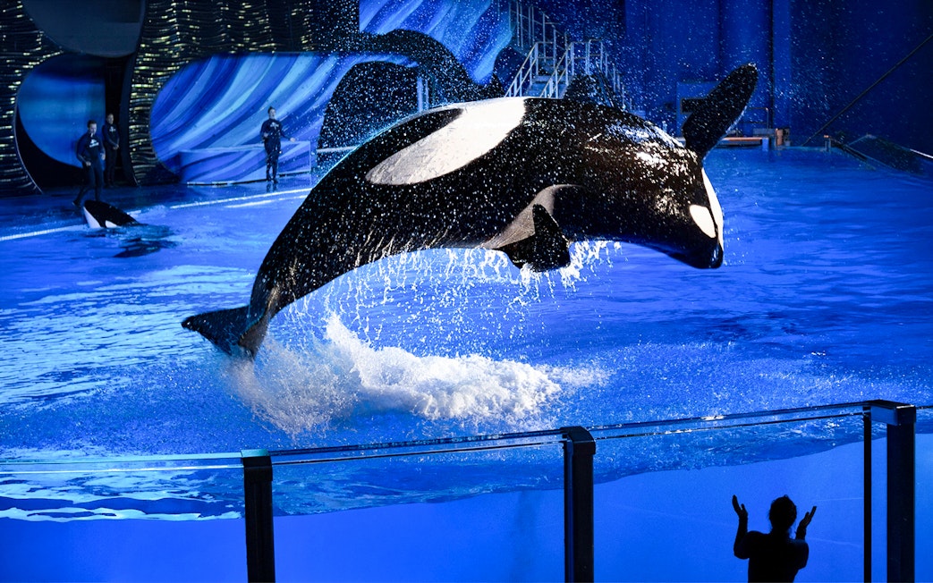 Orca leaping from water during a show at SeaWorld San Antonio, Texas.