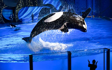 Orca leaping from water during a show at SeaWorld San Antonio, Texas.