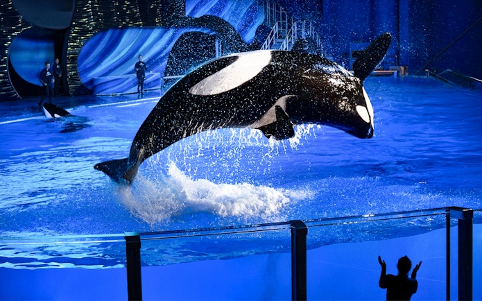 Orca leaping from water during a show at SeaWorld San Antonio, Texas.