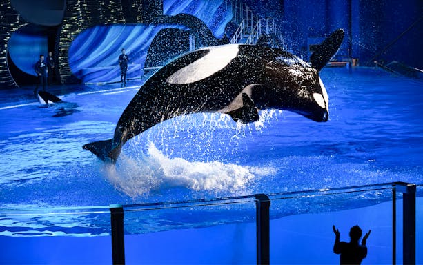 Orca leaping from water during a show at SeaWorld San Antonio, Texas.