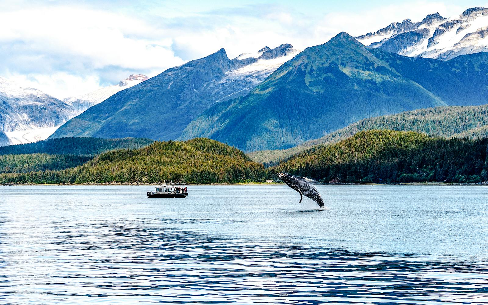 Whale breaching near tour boat in Juneau with mountain backdrop.