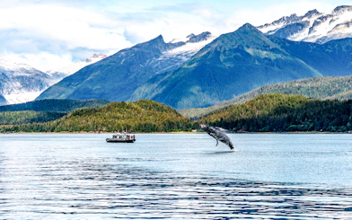 Whale breaching near tour boat in Juneau with mountain backdrop.