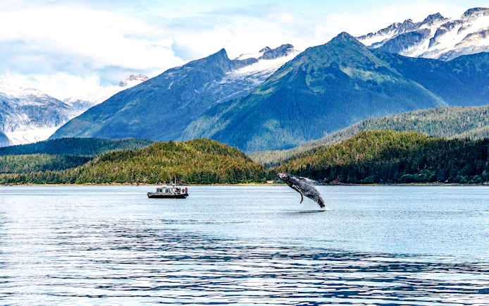 Whale breaching near tour boat in Juneau with mountain backdrop.