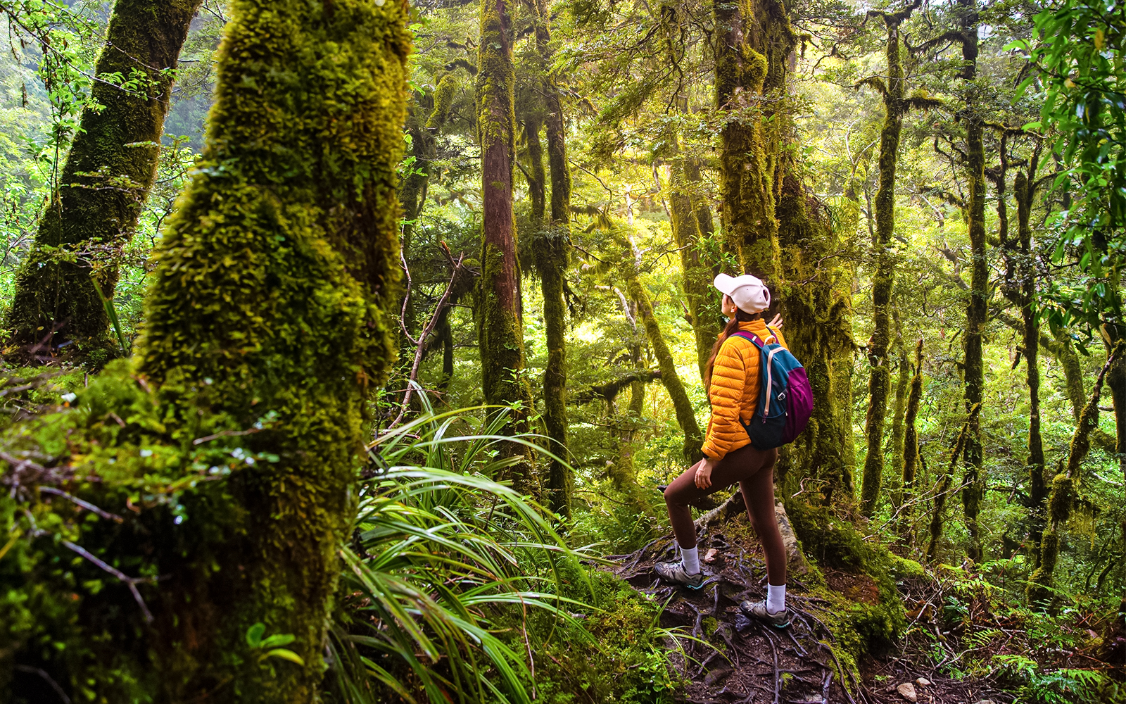 Hiker walking through lush forest in Milford Sound, New Zealand.