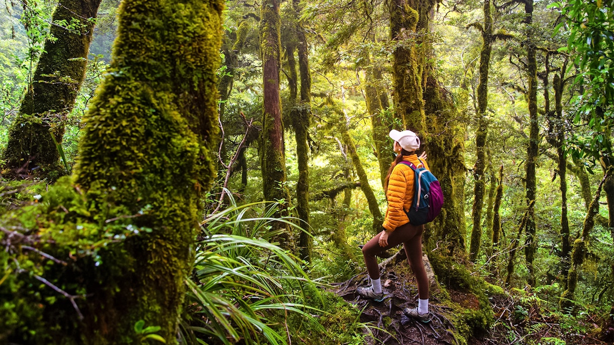 Hiker walking through lush forest in Milford Sound, New Zealand.