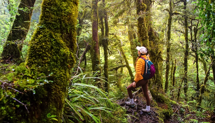Hiker walking through lush forest in Milford Sound, New Zealand.