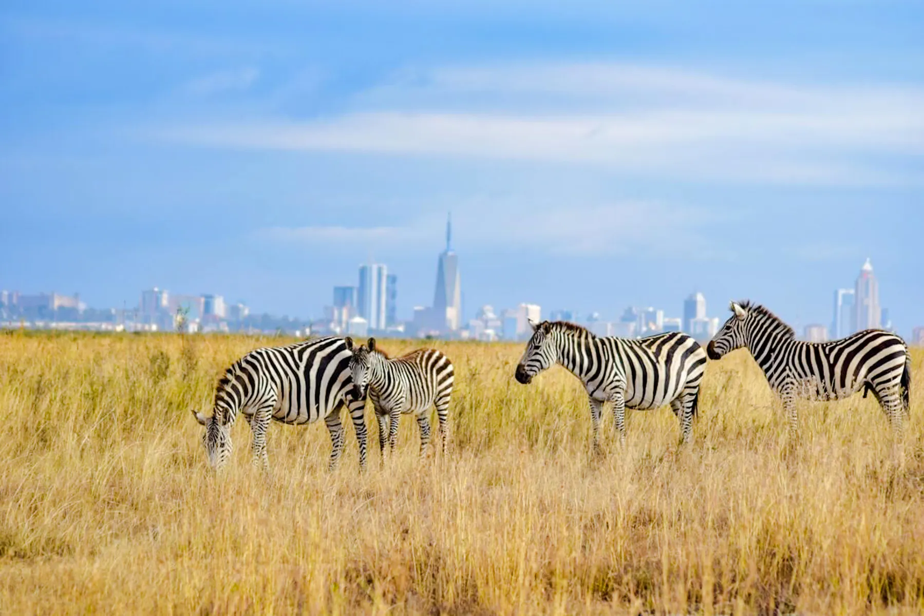 Zebras grazing in a field with Dar es Salaam skyline in the background, Tanzania.