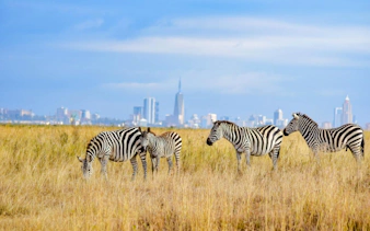 Zebras grazing in a field with Dar es Salaam skyline in the background, Tanzania.