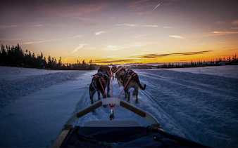 Dog sledding at sunset in the Tatra Mountains near Krakow.