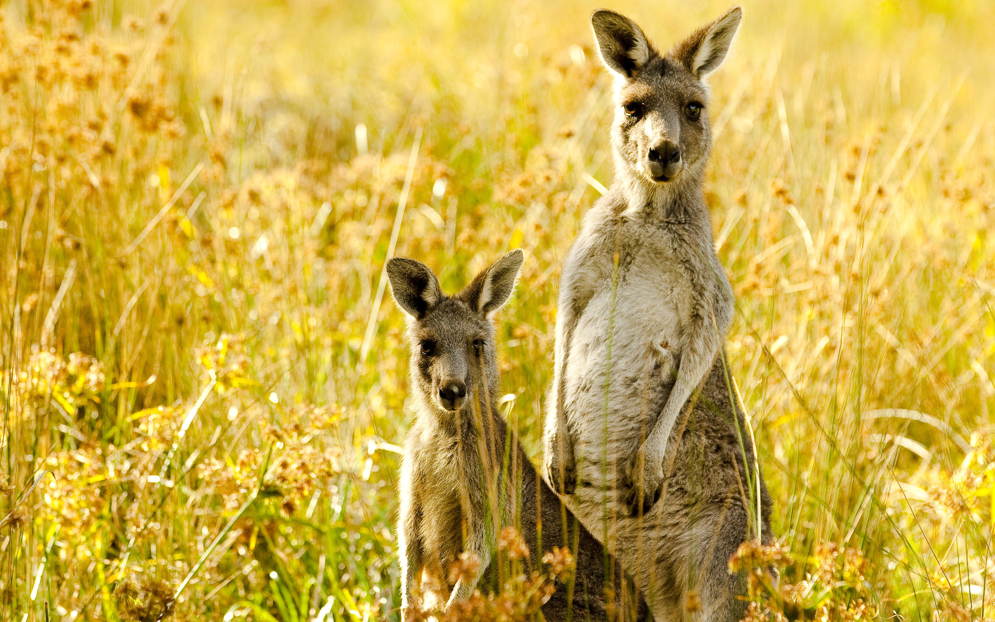 Kangaroos standing in a grassy field in the wild.