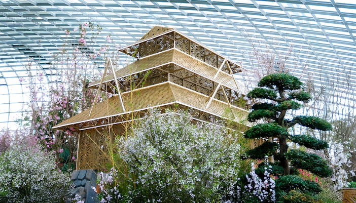 Gardens by the Bay with cherry blossoms in bloom, showcasing Sakura trees in Singapore.