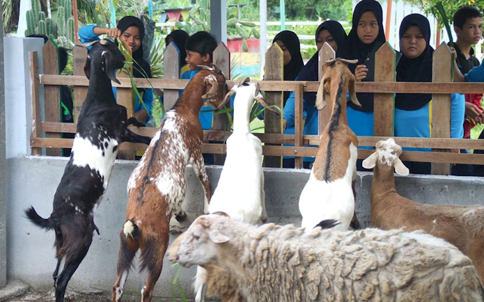 Children feeding goats and sheep at PD Ostrich Show Farm.