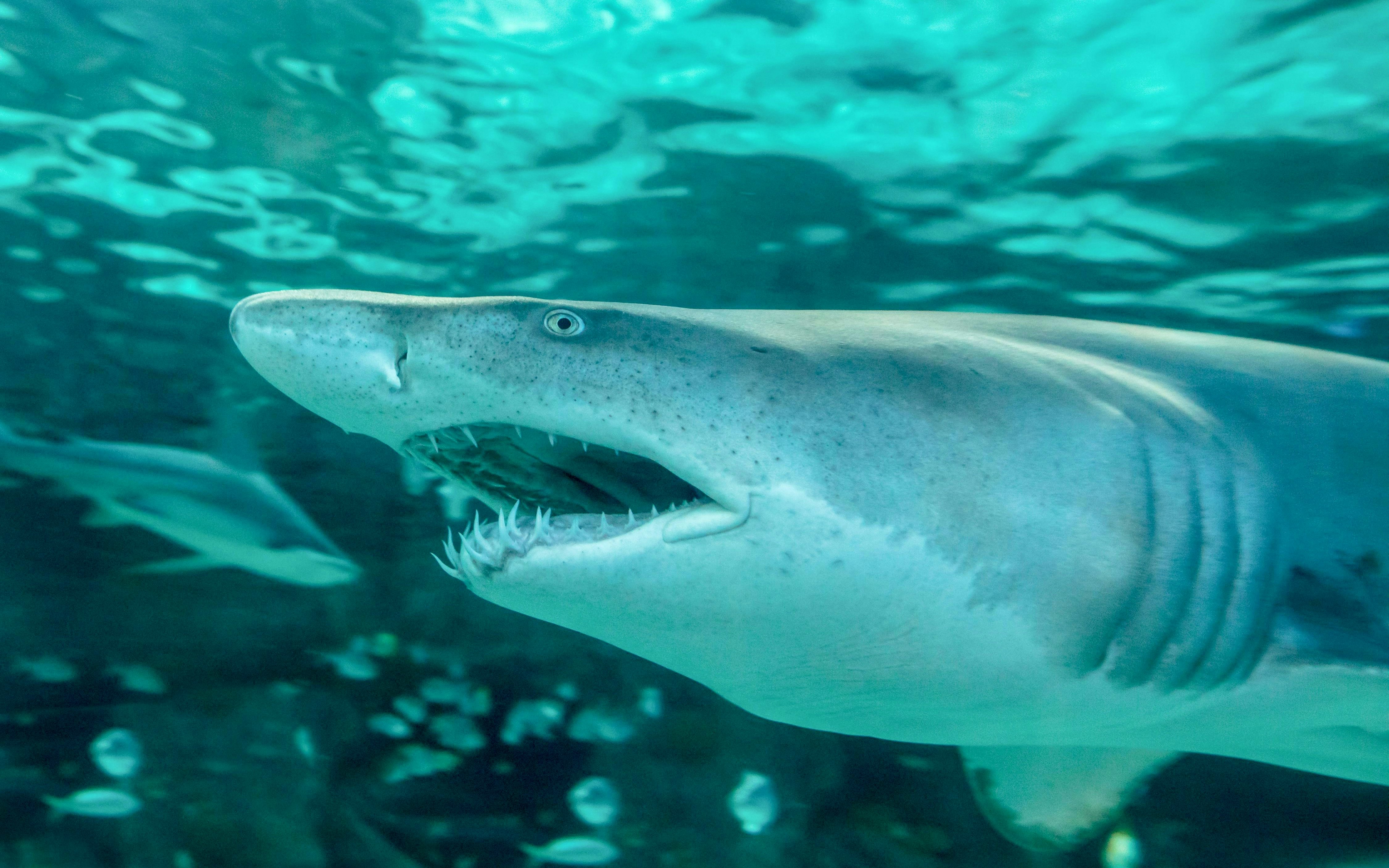 Sand tiger shark swimming in an aquarium exhibit.