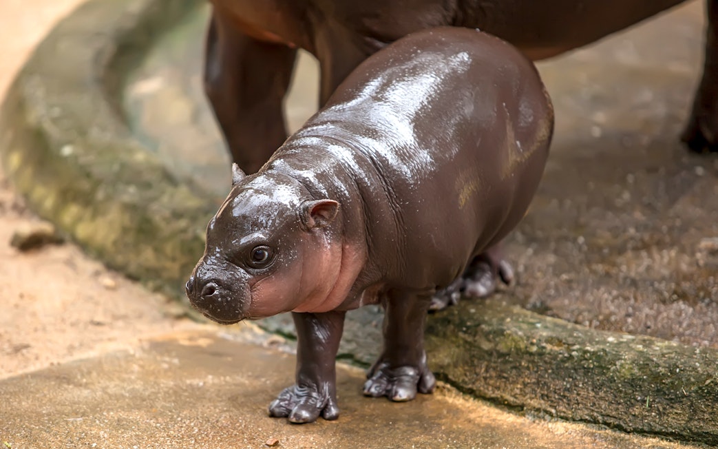 Baby pygmy hippopotamus at Khao Kheow Open Zoo, Thailand.
