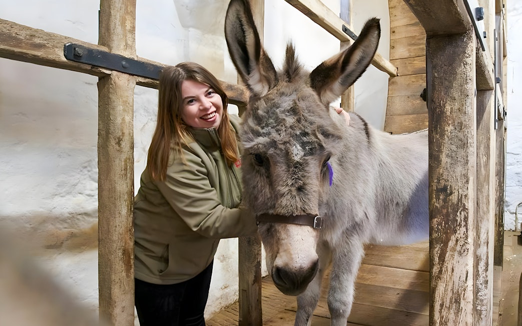 Person interacting with a donkey at Carisbrooke Castle.