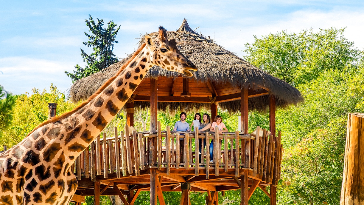 Giraffe at Madrid Zoo with a family observing in the background.