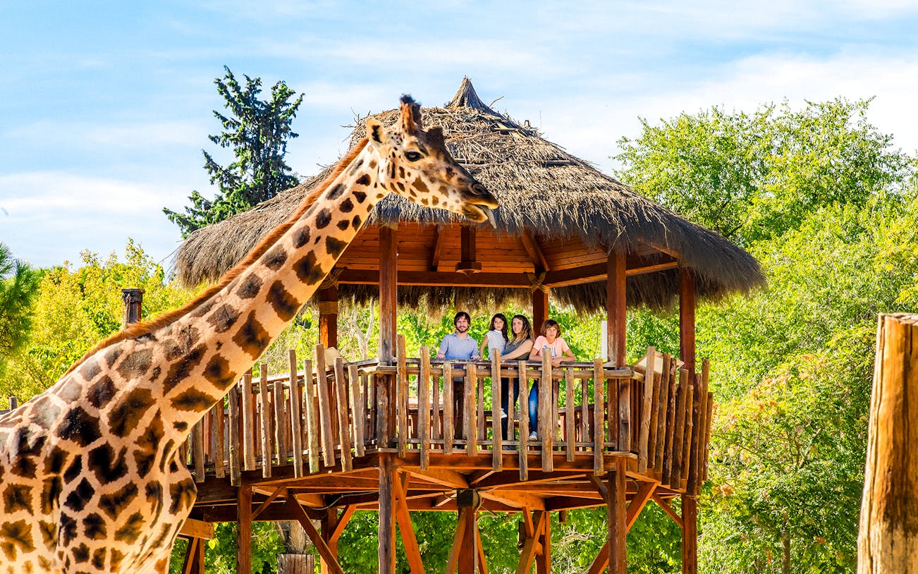Giraffe near a wooden platform with a family at Madrid Zoo.