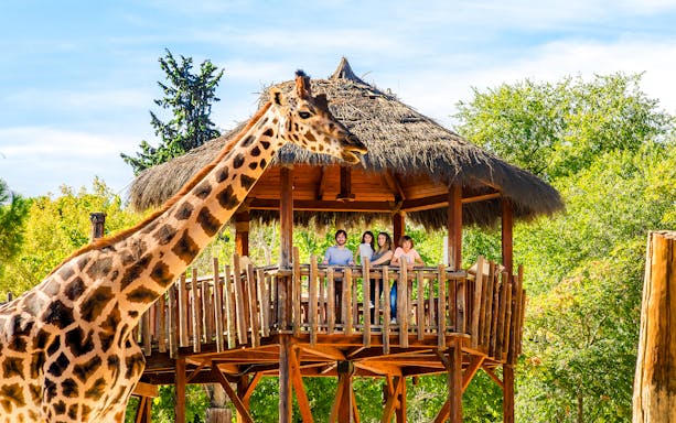 Giraffe near a wooden platform with a family at Madrid Zoo.