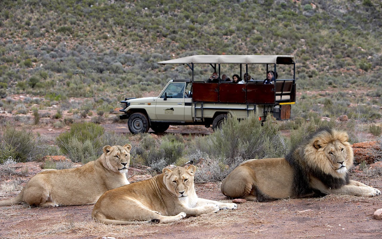 réserve animalière privée d'aquila : safari tout compris de plusieurs jours avec safaris en 4x4 près du cap-2