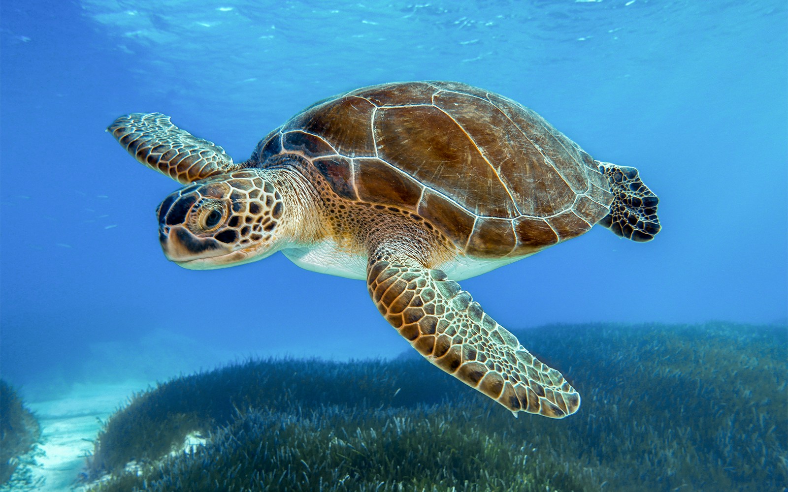 Sea turtle swimming in clear water at Tenerife