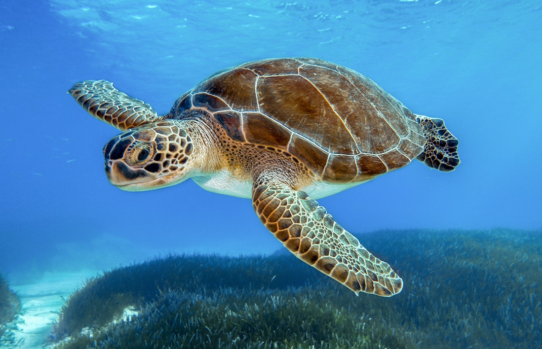 Ingressos aquario de atlanta estados unidos - Ocean Voyager