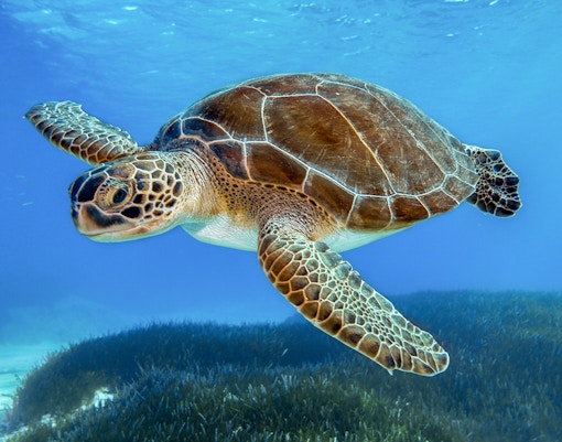 Green sea turtles